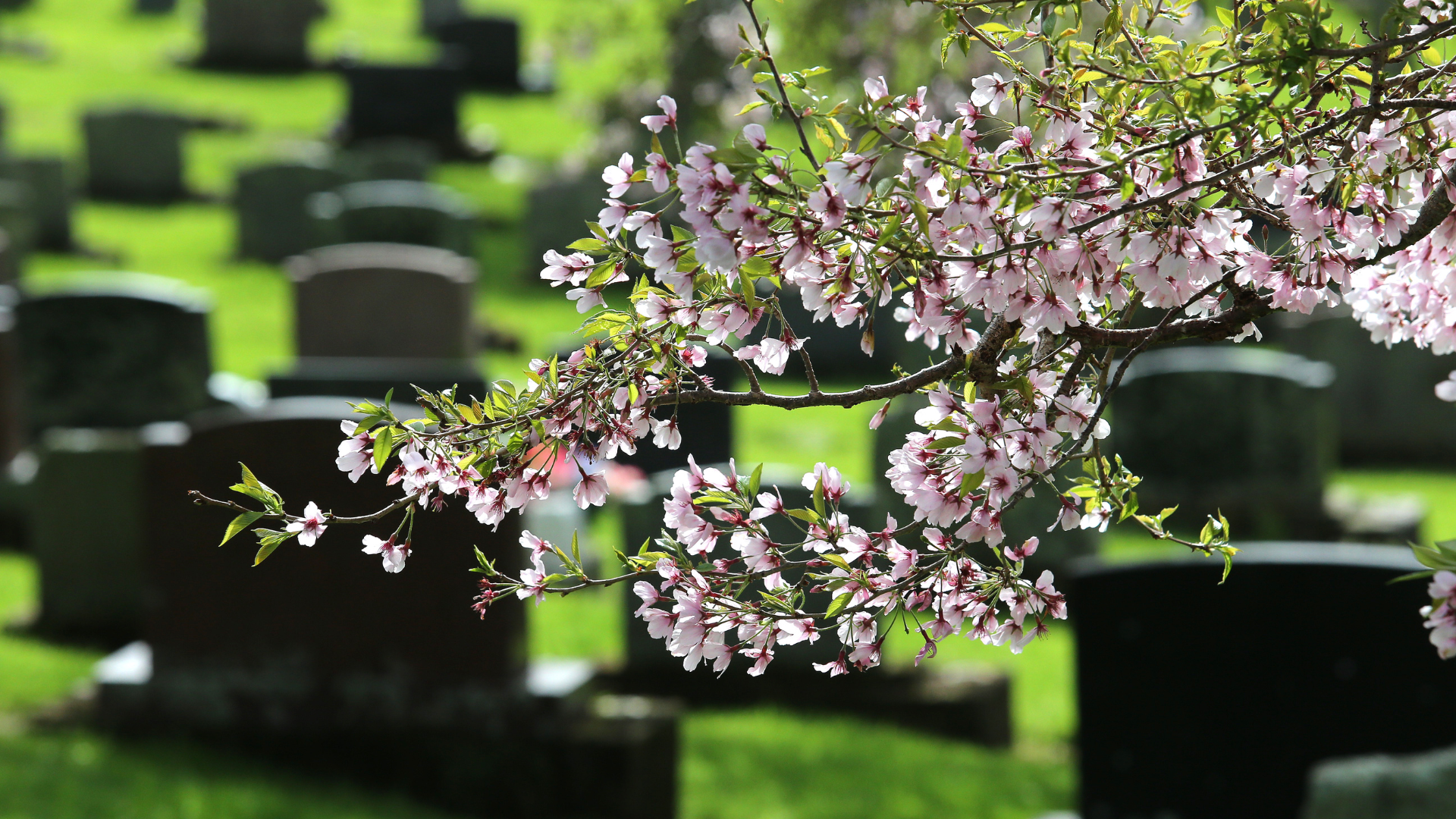 Te Henui Cemetery