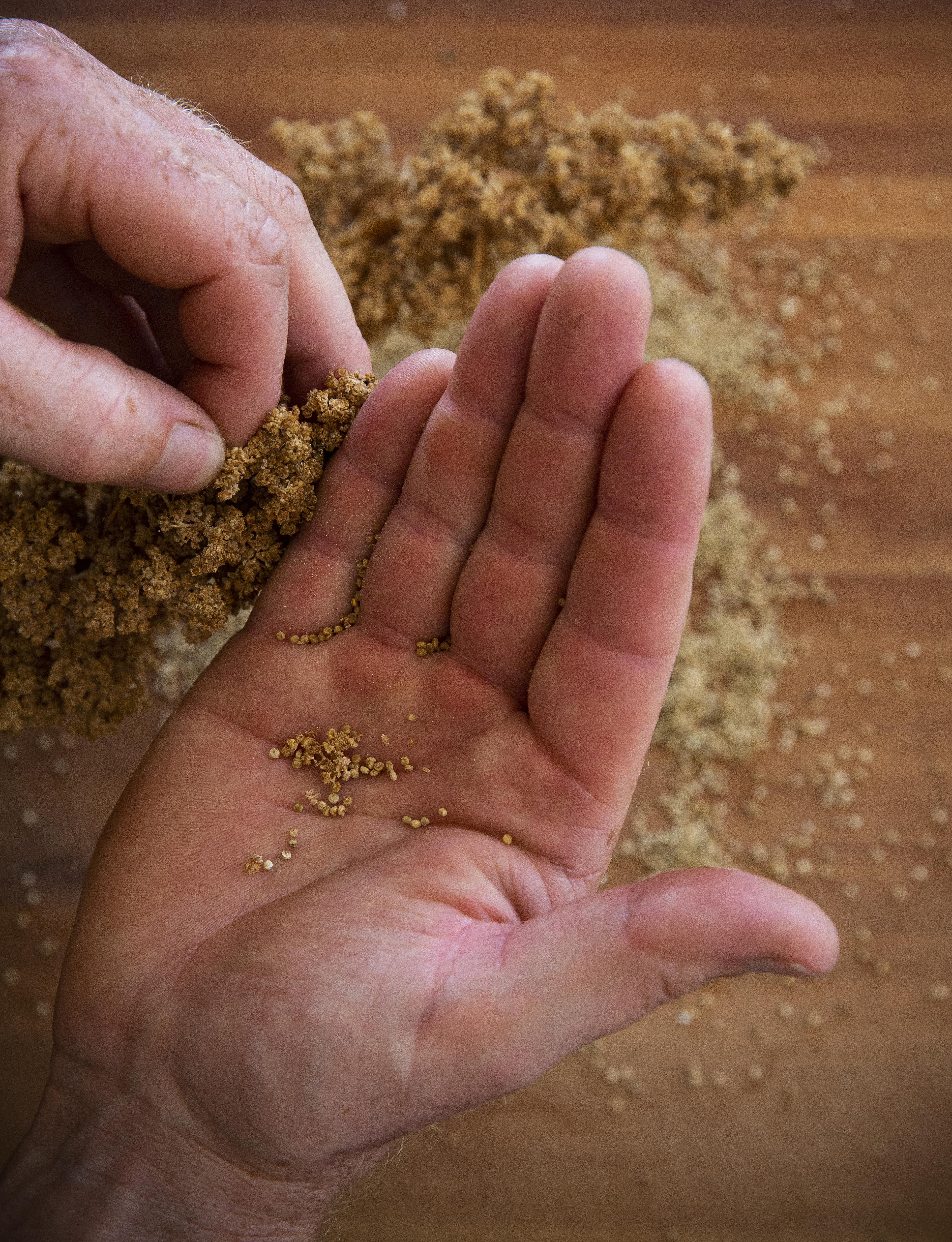 The New Zealand Quinoa Co.