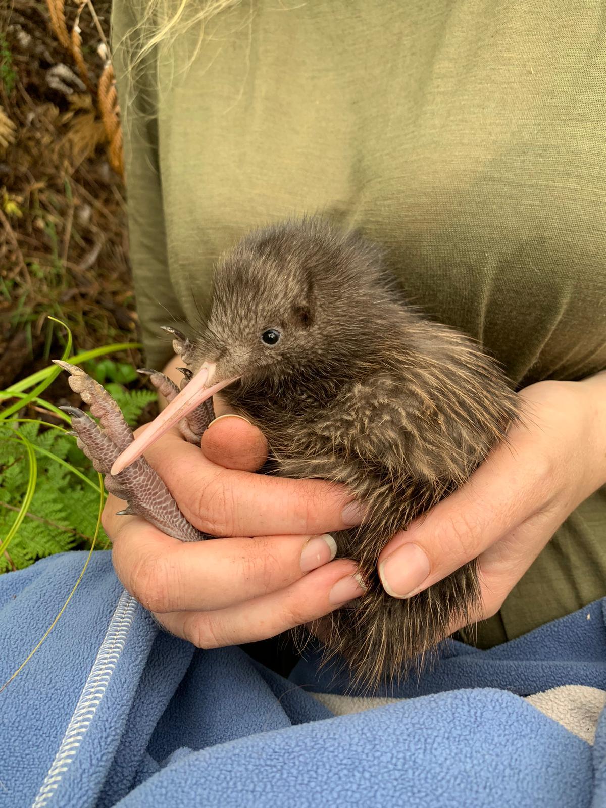 Taranaki Kiwi Trust