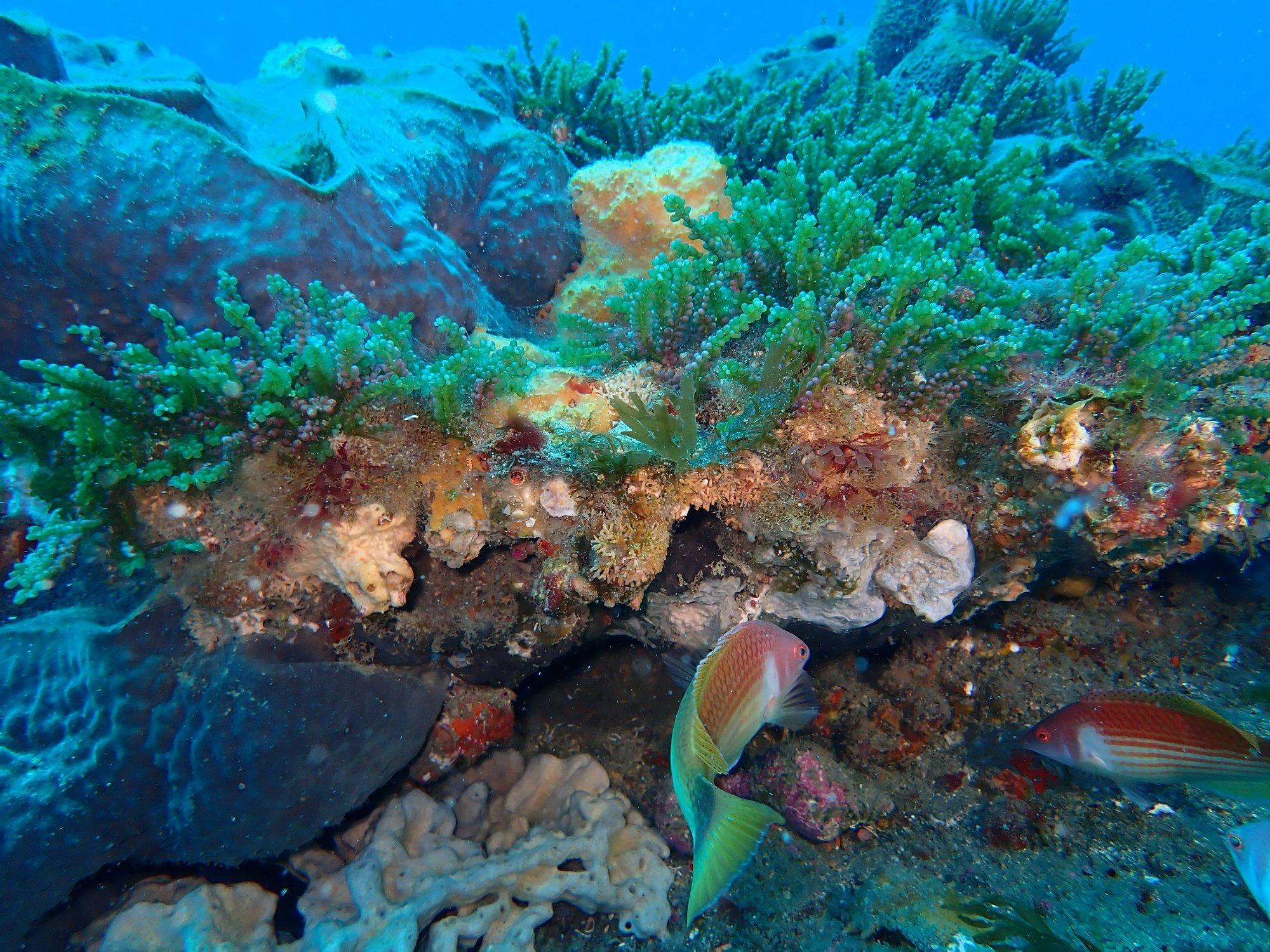 Project Reef