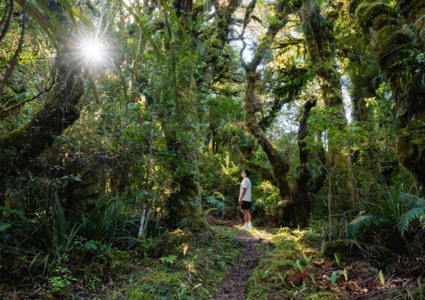 Kamahi Loop Track ('Goblin Forest')