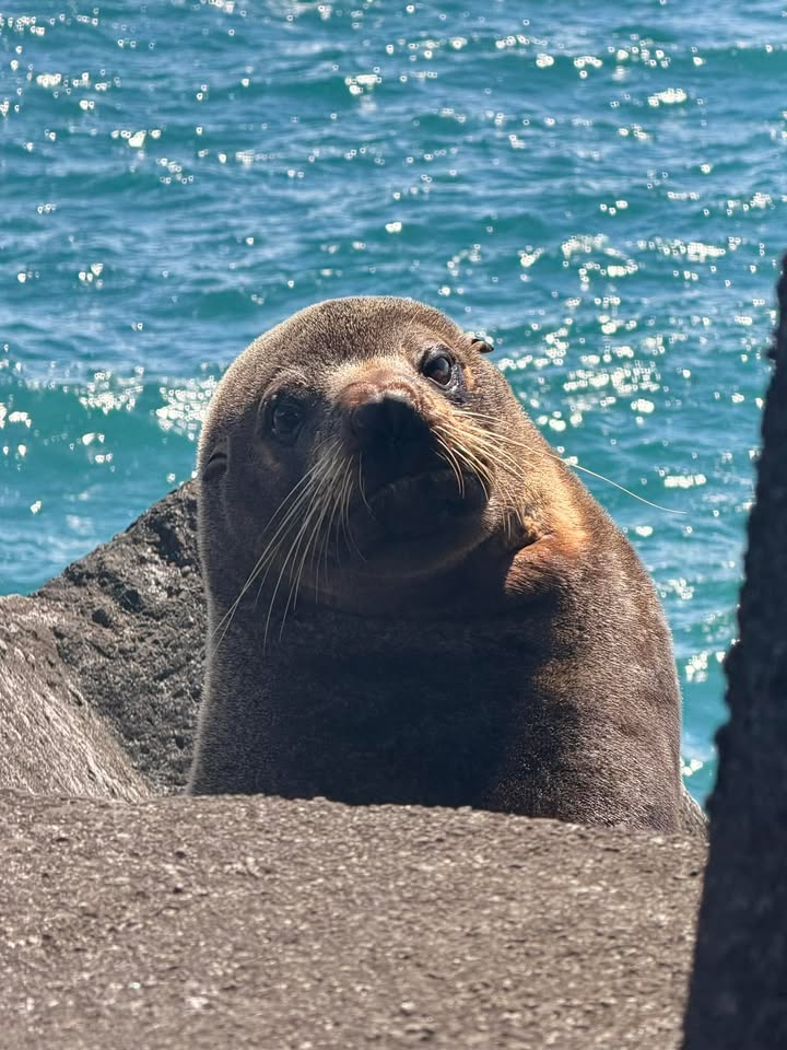 Lounging around at Lee Breakwater 🦭