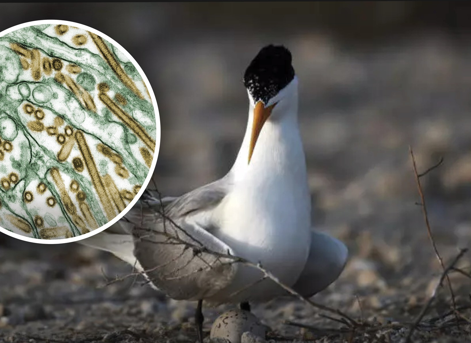 New Zealand records first case of H5N1 bird flu in wild seabird at Petone beach