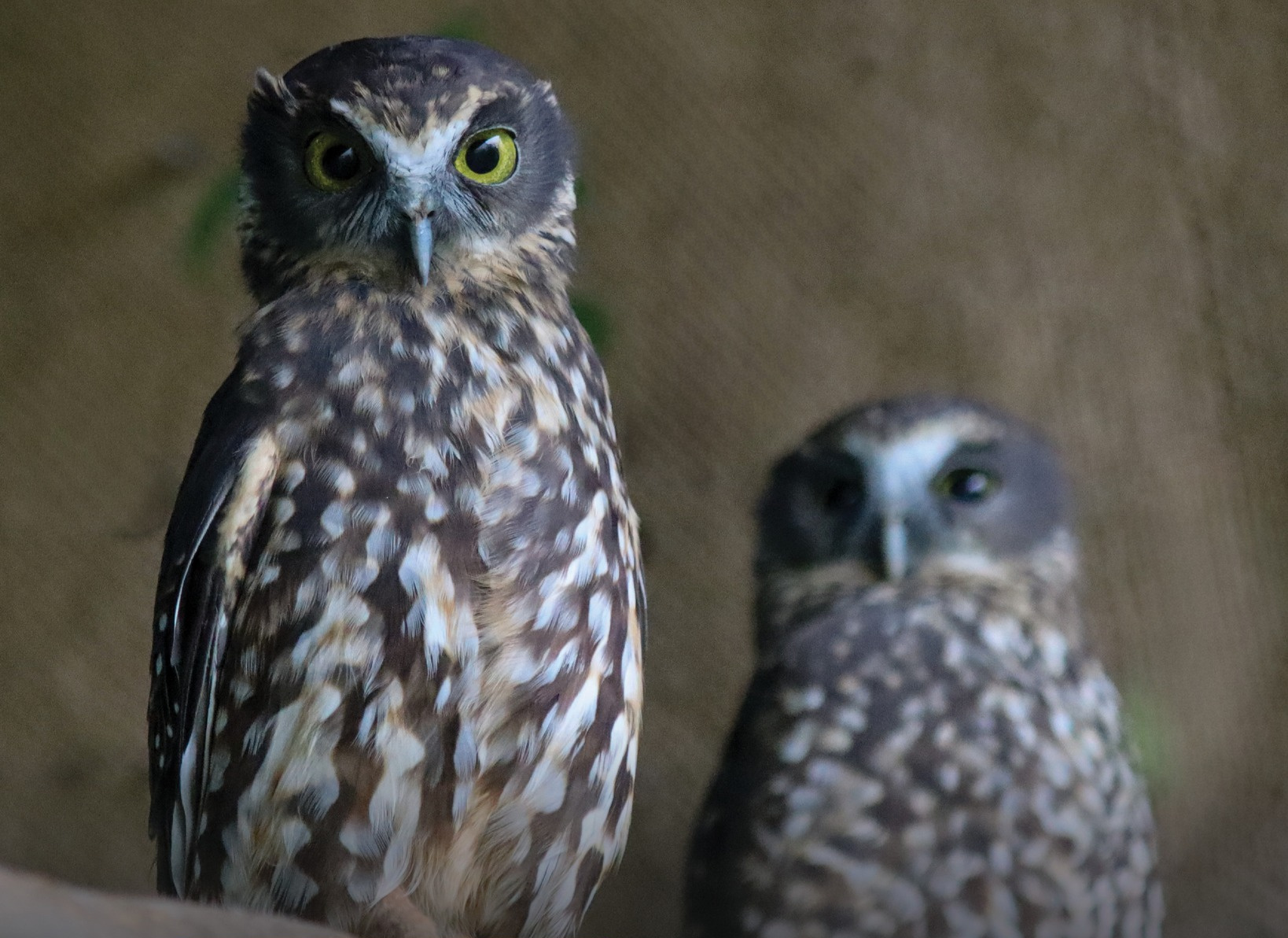 Brooklands Zoo Highlights Native Owl Protection for International Owl Awareness Day