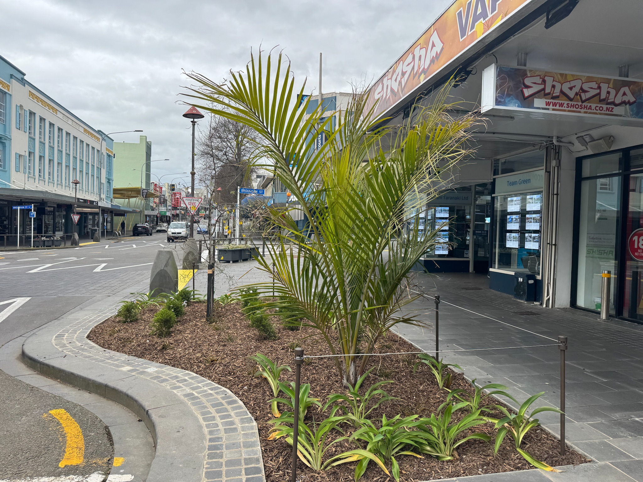 Photos: Native trees replace ageing alders in New Plymouth CBD