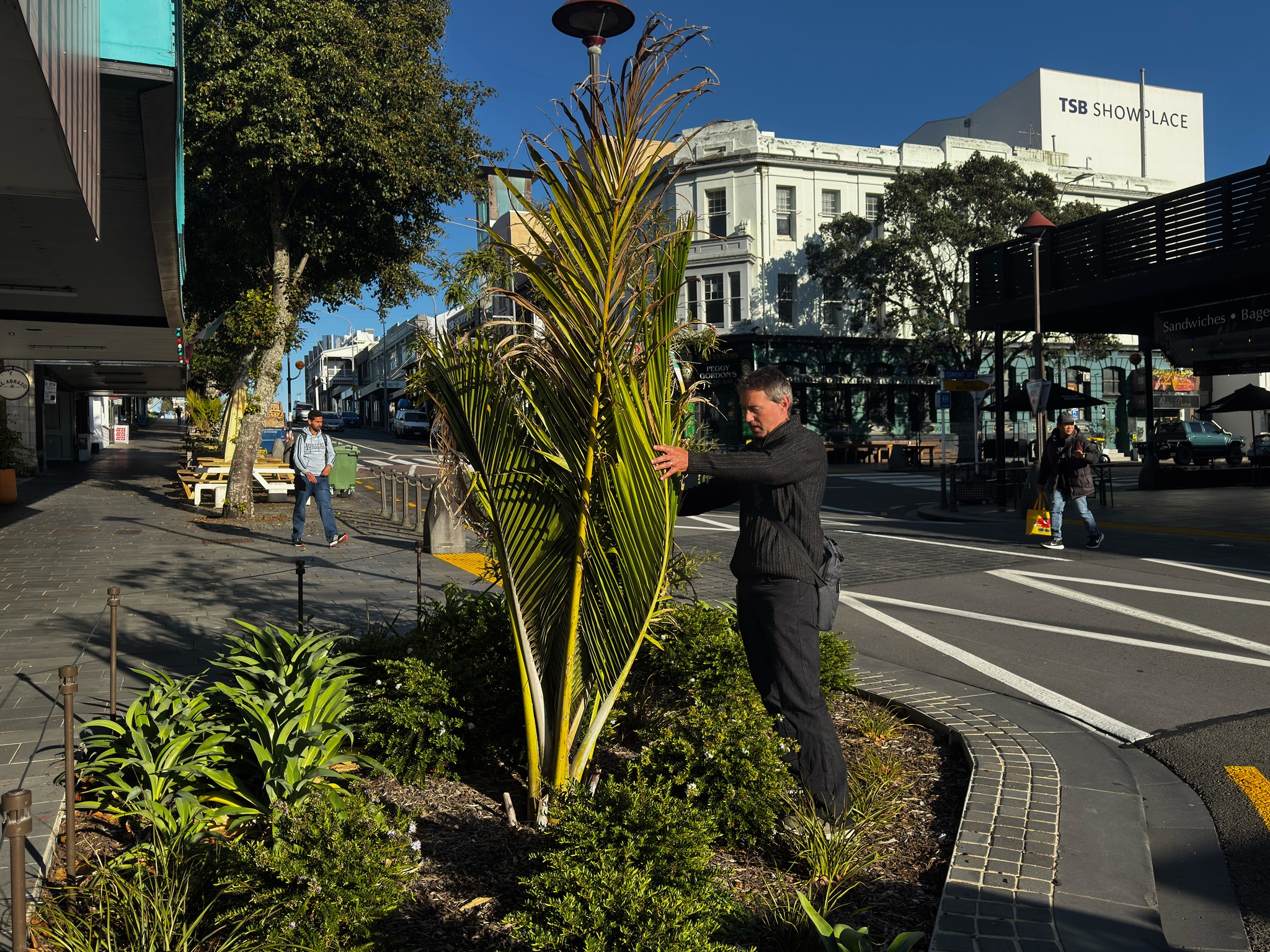 Photos: Alder trees replaced with native planting on Devon Street East